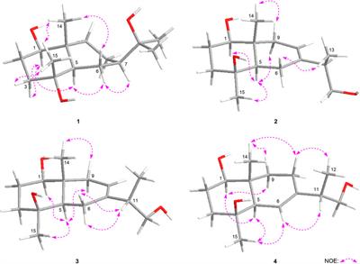 Sesquiterpenes From Oplopanax elatus Stems and Their Anti-Photoaging Effects by Down-Regulating Matrix Metalloproteinase-1 Expression via Anti-Inflammation